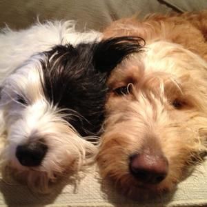 Meet your Posher, Frances